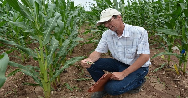 Early treatment key for southern rust control in corn
