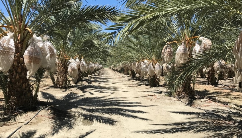 WFP-UC-Ali-Montazar-date-palms.jpg