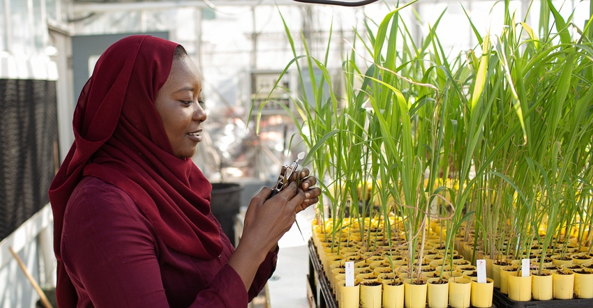 A woman researcher in greenhouse studying plants