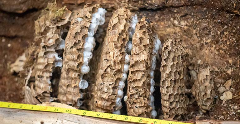 Asian giant hornet nest info by the numbers