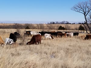 Cows grazing dry native forage