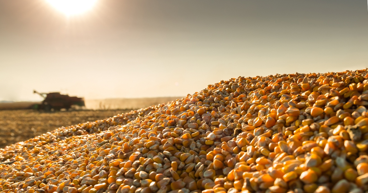 US Farmers Harvest 2.9 Billion Pounds Of Sweet Corn This Way