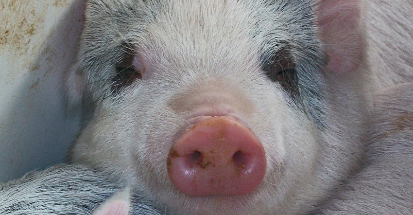closeup of pig's head