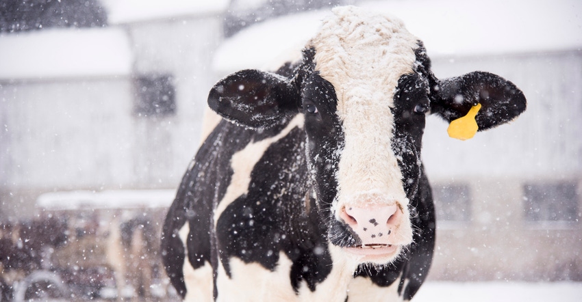 A holstein cow enjoying the snowfall A holstein cow enjoying the snowfall