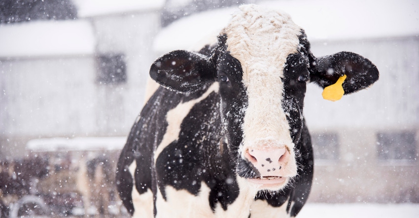 A holstein cow enjoying the snowfall