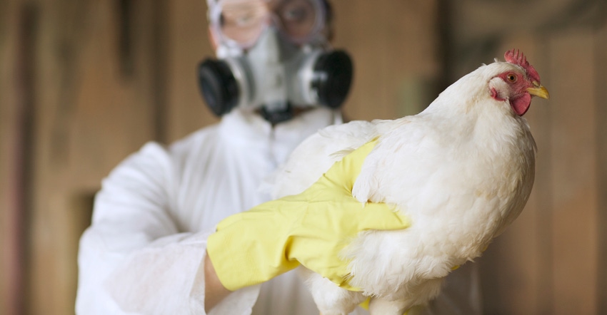 worker wearing hazard suit and ventilator holding chicken