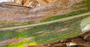 signs of black tar spot on a corn leaf