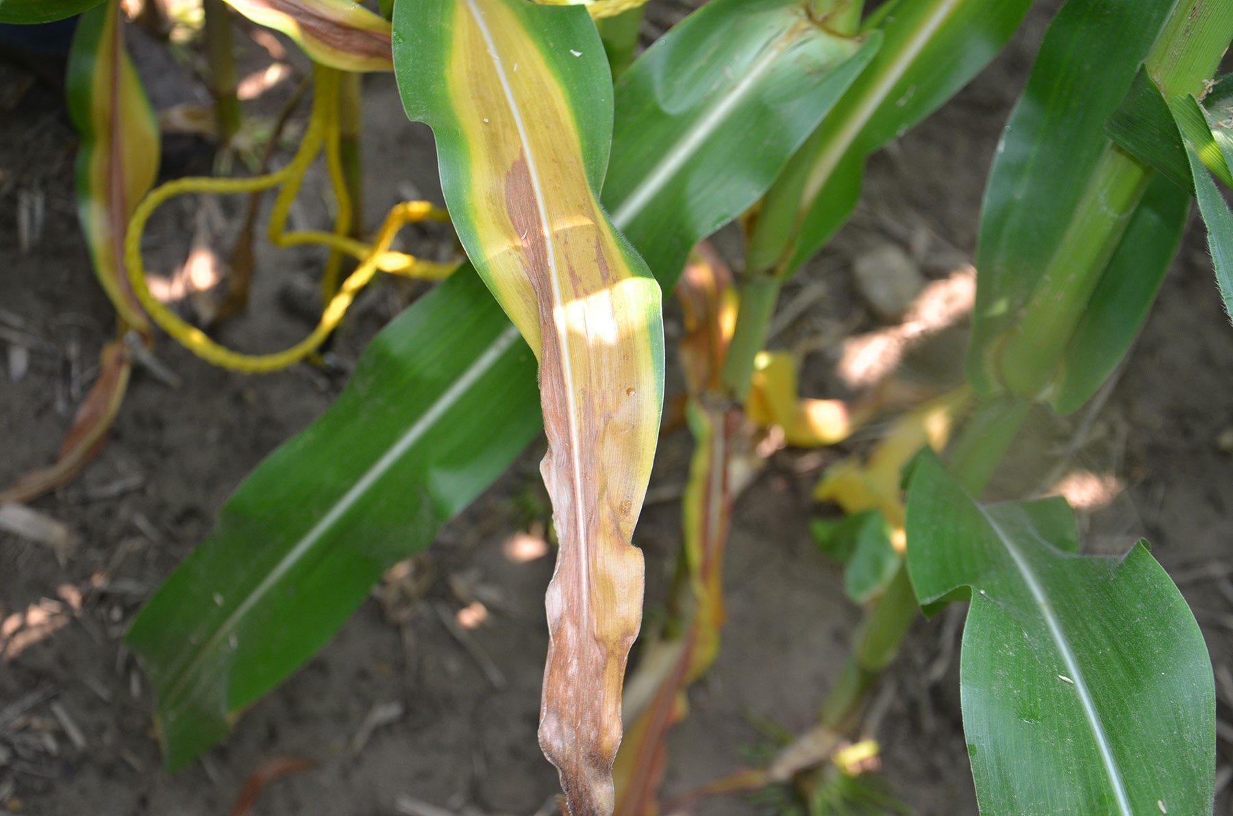 corn leaf showing leaf firing symptom
