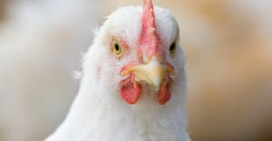 Closeup of chicken