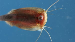 WFP-UCD-shrimp-tadpole.JPG