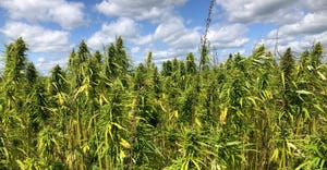 Hemp and marijuana in a field