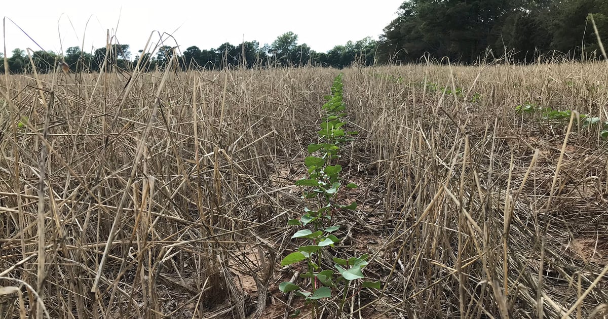 Dig Deeper: Subsoiling impacts irrigation efficiency more than ...
