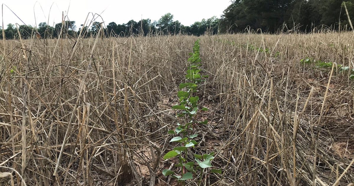 Subsoiling Tilling Dig Deeper: Subsoiling impacts irrigation efficiency more than ...