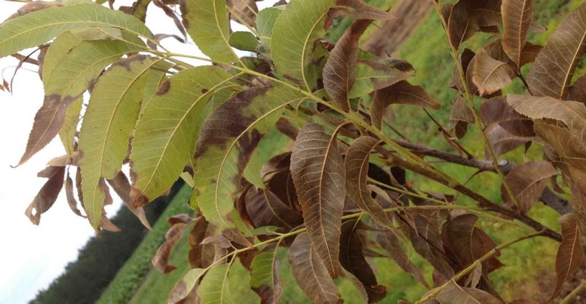 scorched-pecan-leaves-wells-a.jpg scorched-pecan-leaves-wells-a.jpg