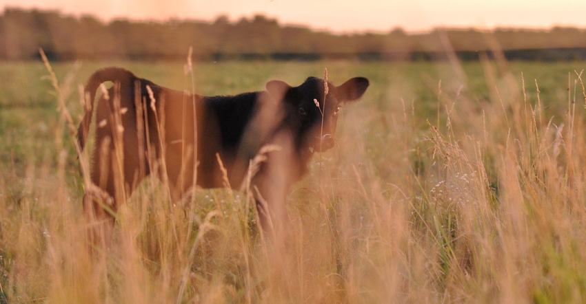 cow in pasture at sunset