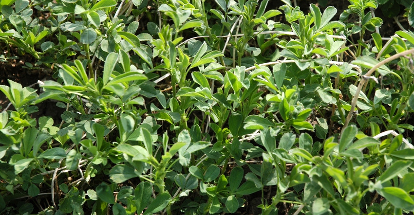 alfalfa closeup