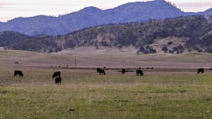 Cattle grazing on farmland
