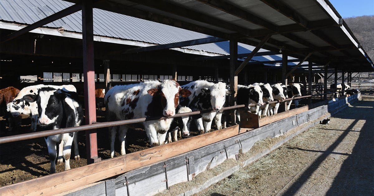Dairy dreams and growing pains: New York farmers face environmental hurdles