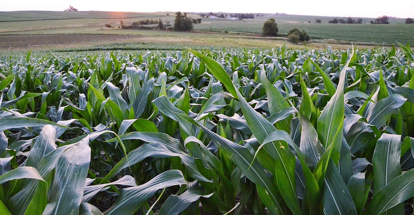 scenic cornfield