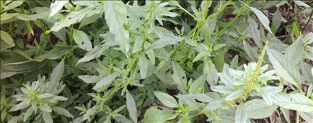 managing_herbicide_resistant_weeds_1_636107631245942662.jpg
