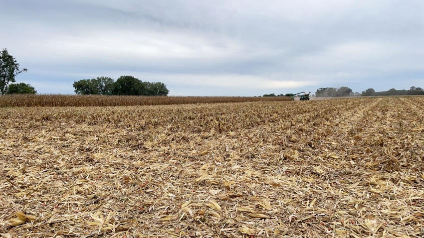 A cornfield being harvested