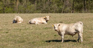Bulls in field