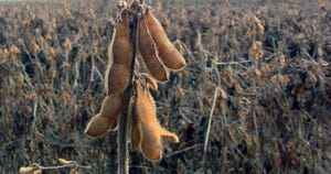 brad-haire-farm-soybean-dry-field-4-a.jpg