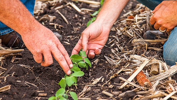 Get an Early Start on Soybean Weed Control with custom programs