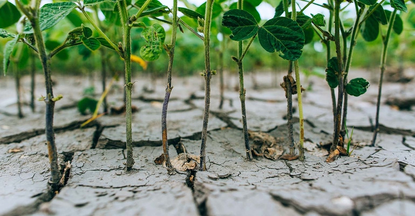 Soybeans growing in cracked, dry soil