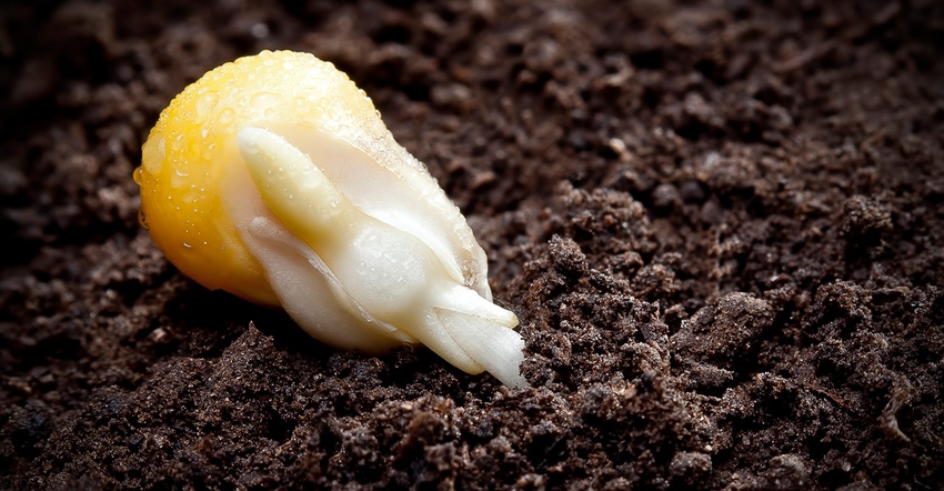 corn kernel germinating