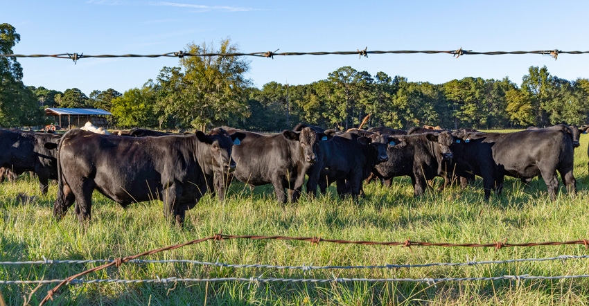 Black angus beef cattle in pasture