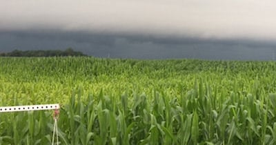 Soybean tissue sampling and corn disease watch are the key activities now