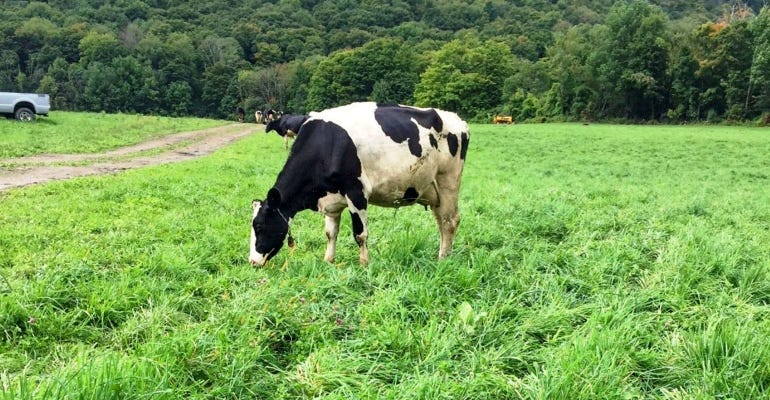 A cow grazes in a rotational pasture at Fisk-Haines Farm in Danby, Vermont