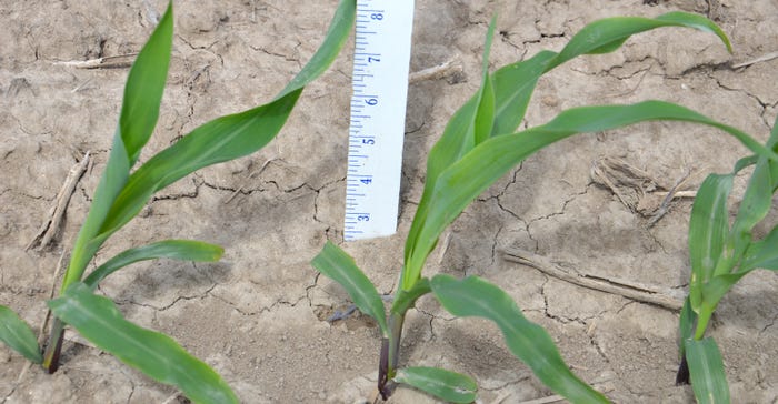 three young corn plants