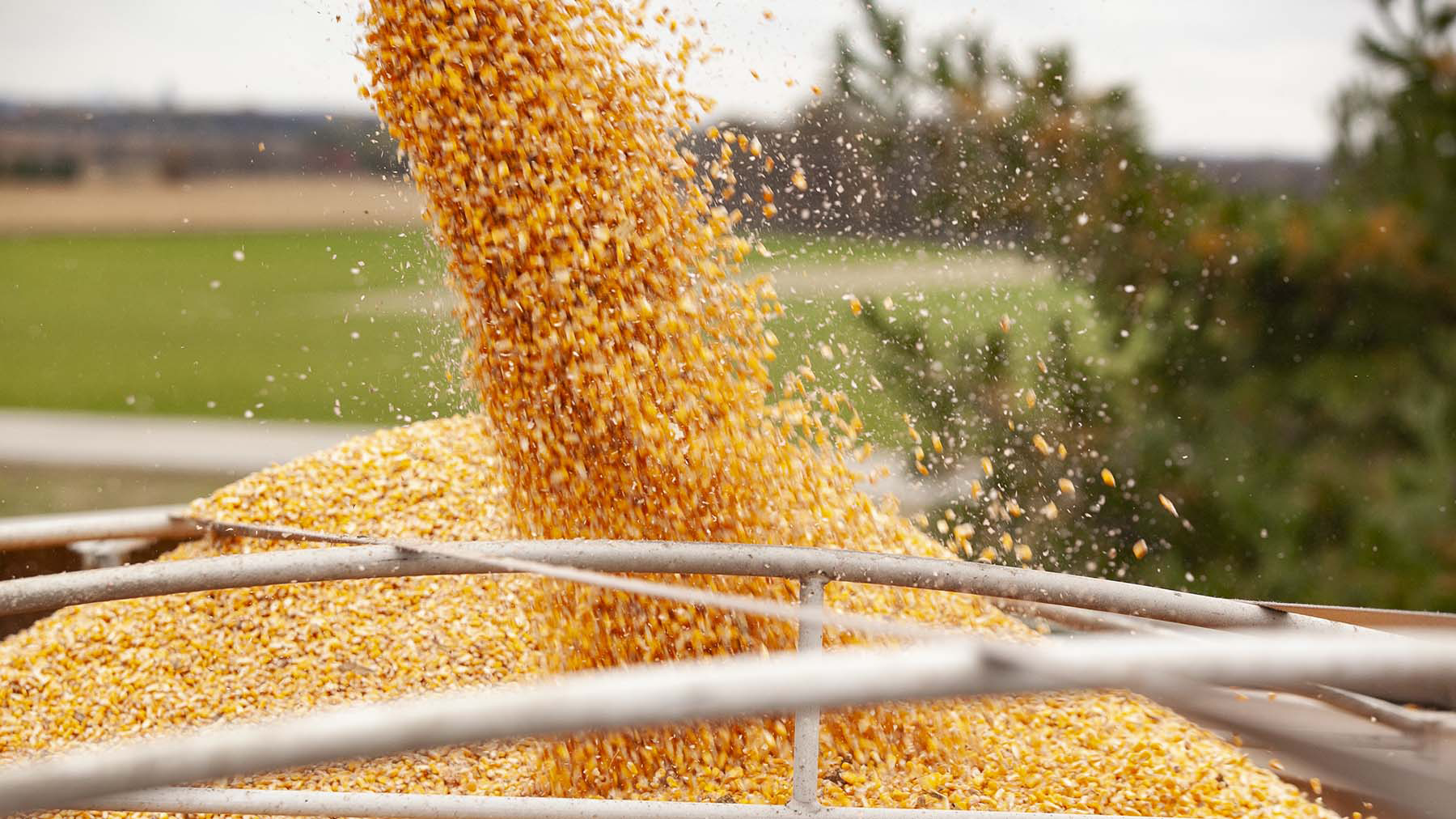 loading corn into semi trailer