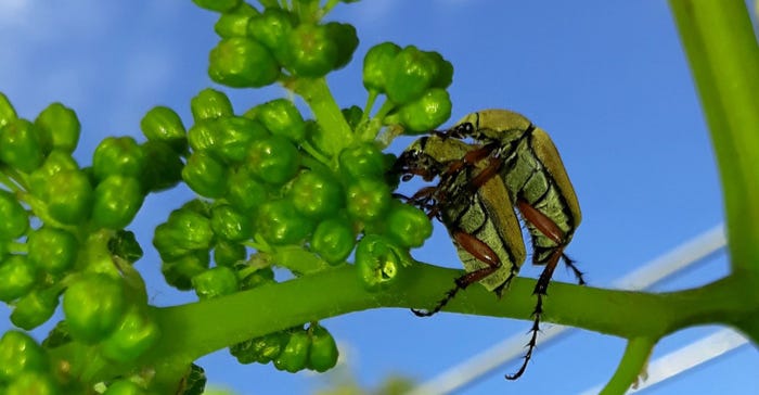 rose chafers feeding on blossom buds of grapes
