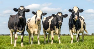Holsteins grazing in field