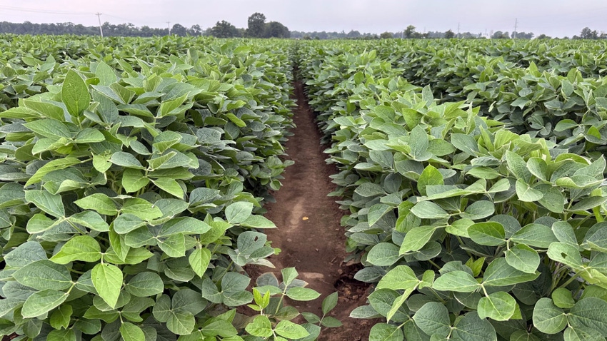 Rows of soybeans in a field at midseason, not yet to canopy.