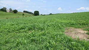 A sorghum and barley field