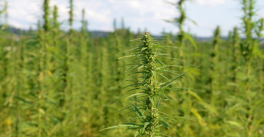 Hemp field Hemp field