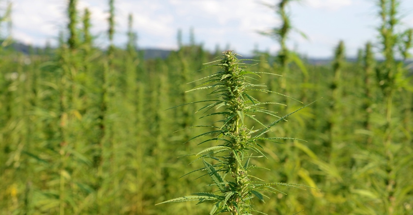 Hemp field