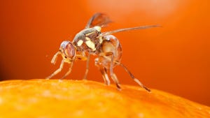 Oriental fruit fly