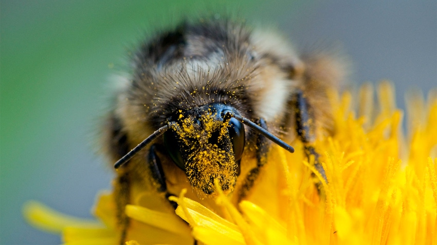 Close up of bumble bee on dandelion