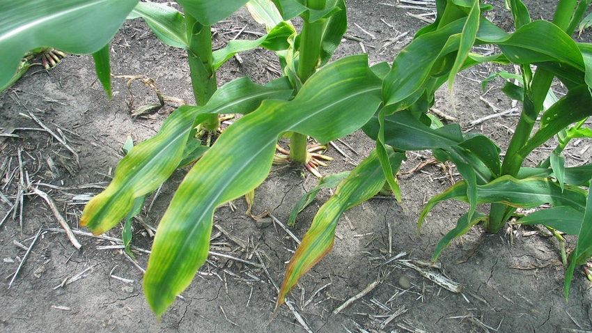 Dan Kaiser, Univeryellowing on the edge of corn leaves shows signs of a potassium deficiency