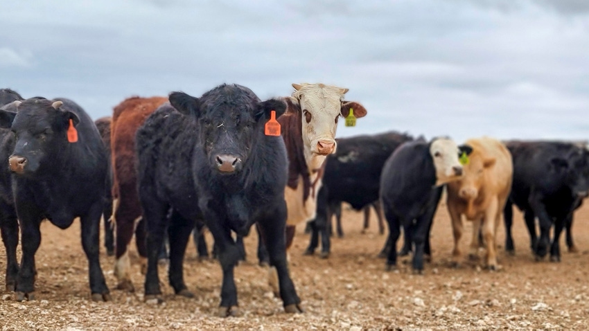 cattle-hereford cattle-hereford