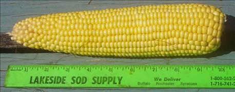 ears_why_open_pollinated_corn_has_advocates_1_636089435162633932.jpg