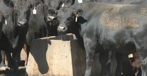 cattle with facial warts