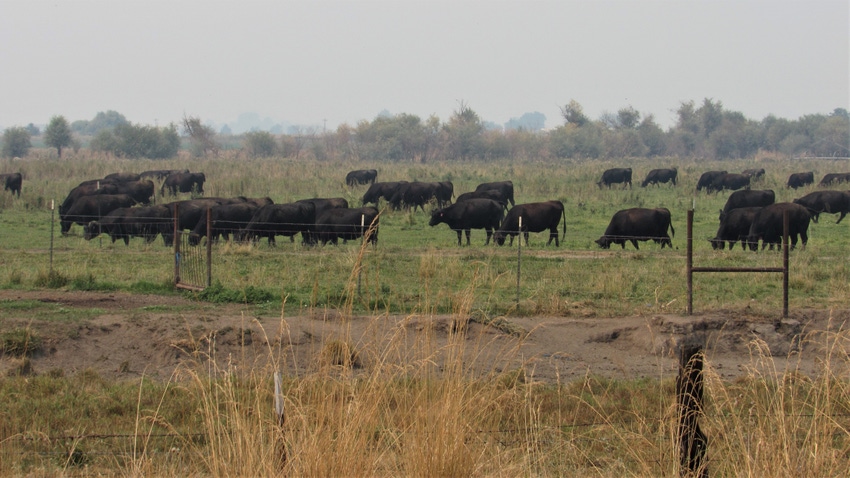 Cattle Cattle