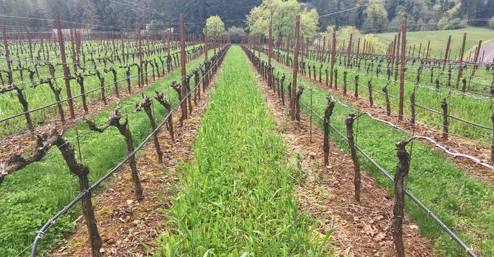 side-by-side comparison of spur pruned vines and traditional cane pruned vines