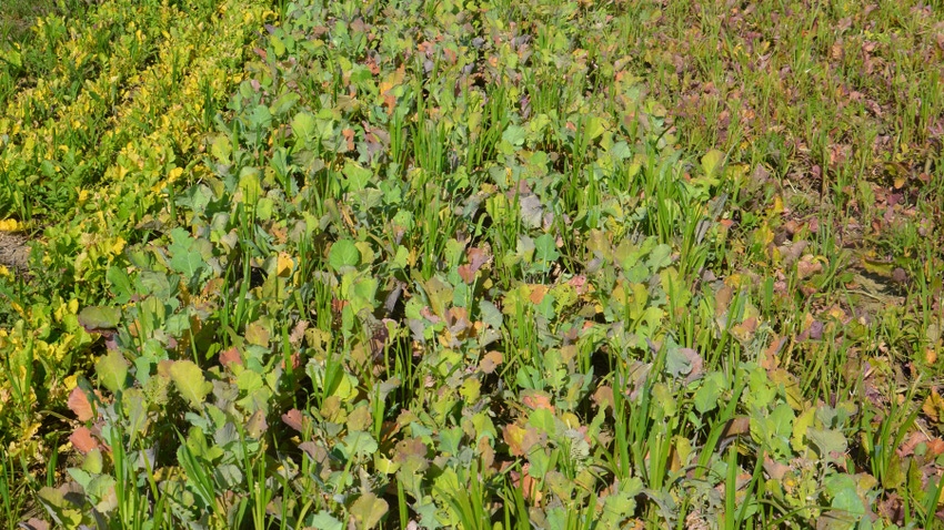 cover crops growing in a field